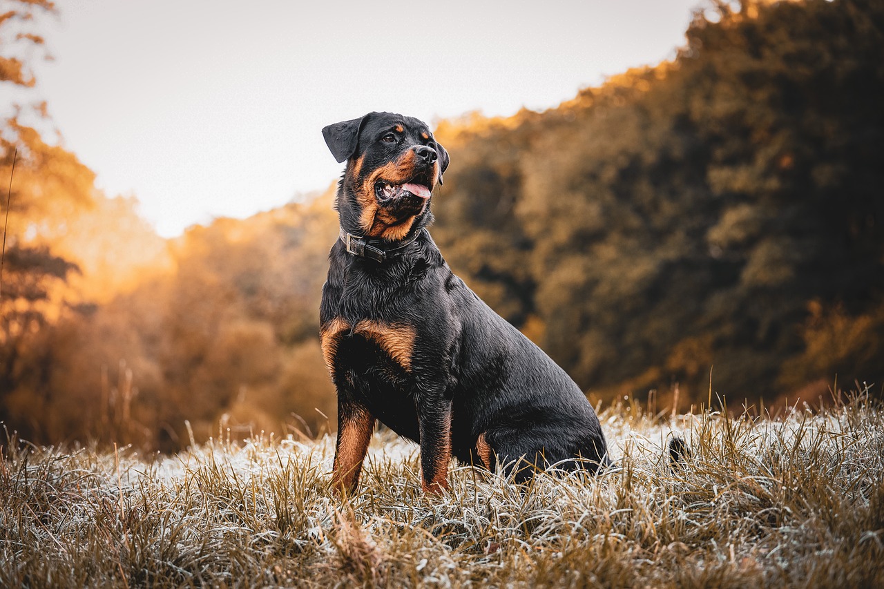 Top Dog Friendly Places in Estes Park to Enjoy this Fall