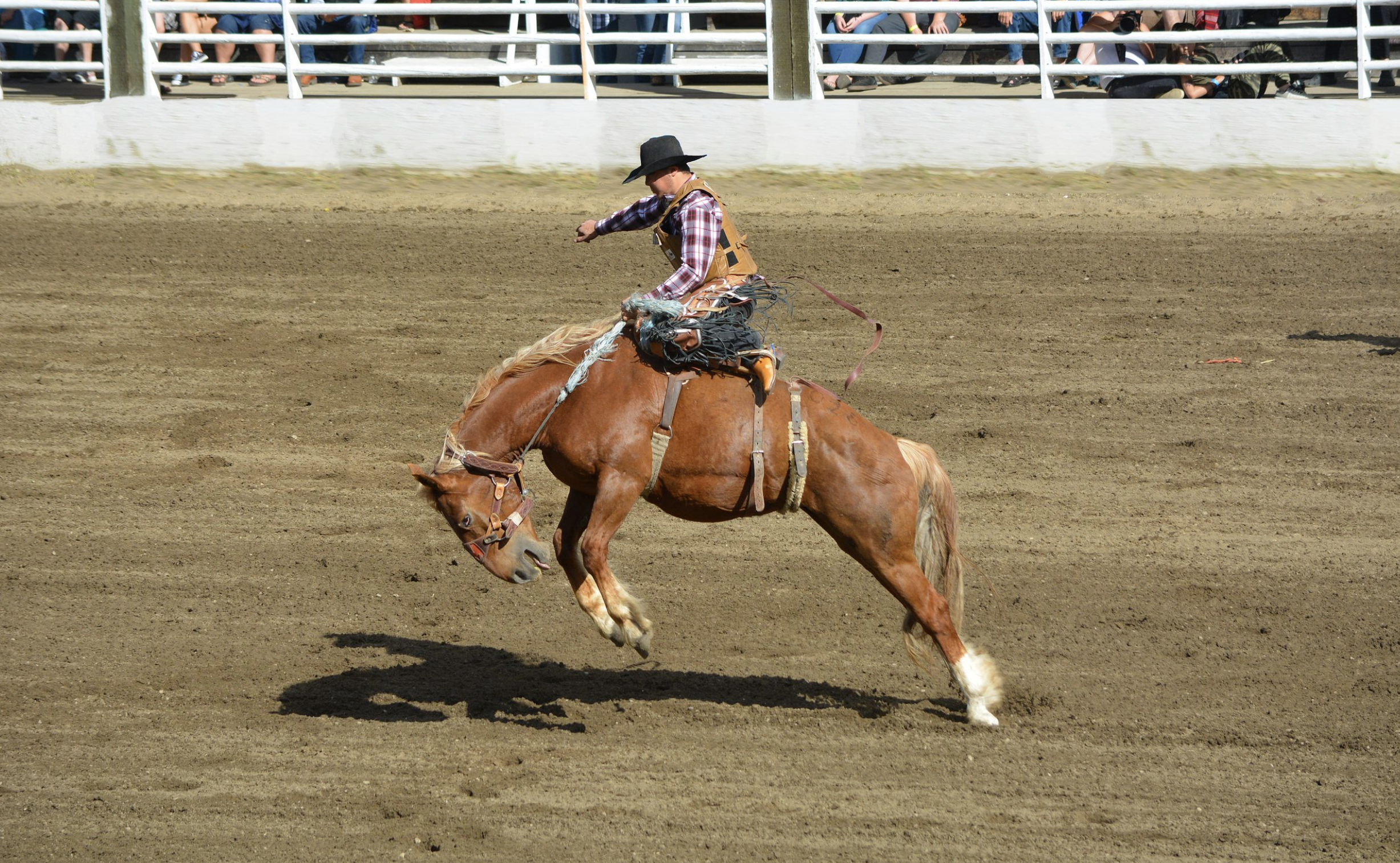 Rooftop Rodeo